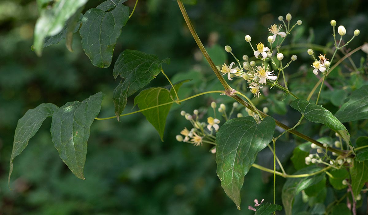 Bl&uuml;tenstand, Blatt